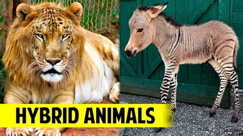 ibrids|hybrids animals.